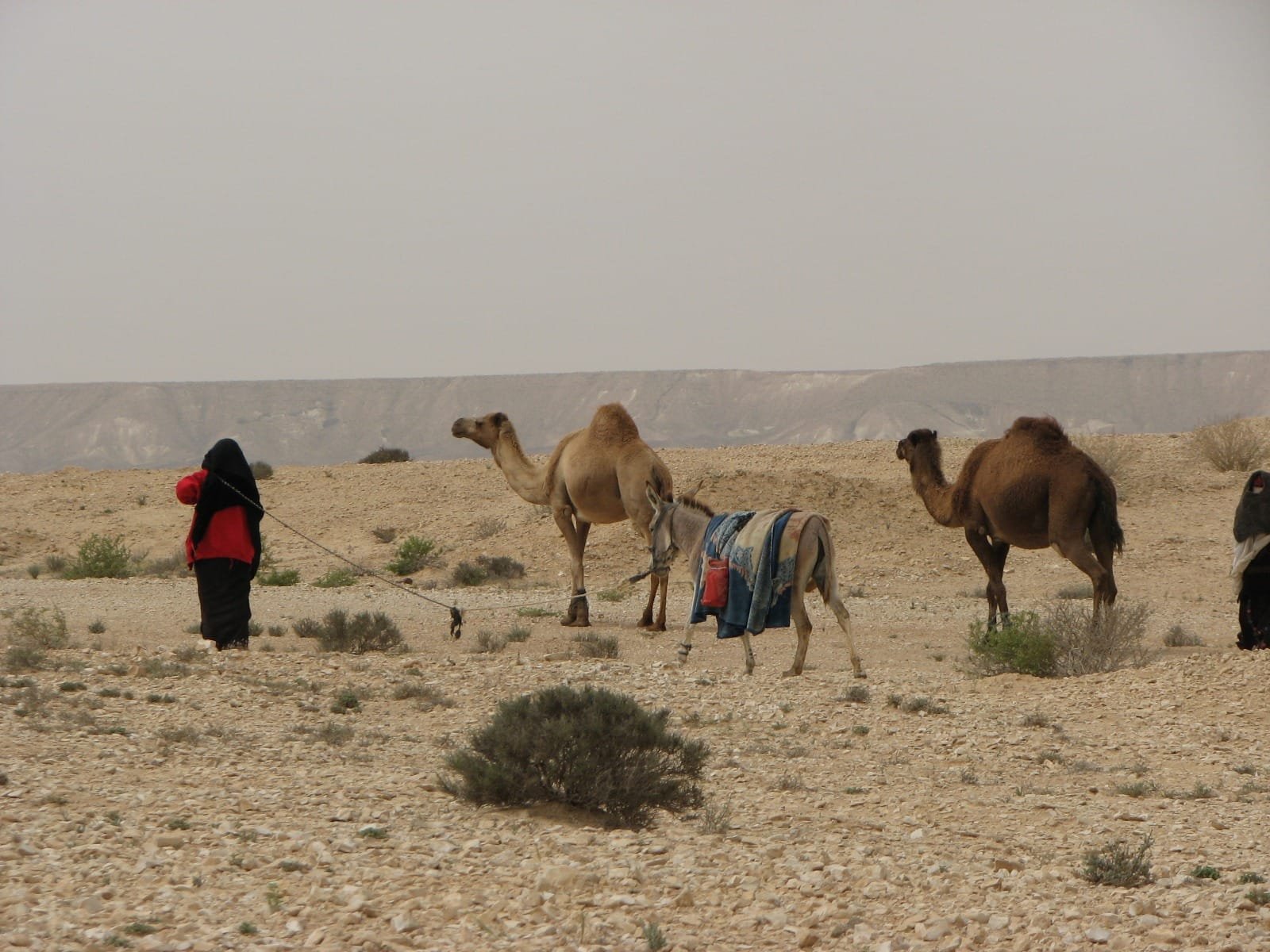 Oriental Perfumery and Incense Masterclass & Incense Route Odyssey in the Desert Oriental Perfumery and Incense Masterclass & Incense Route Odyssey in the Desert