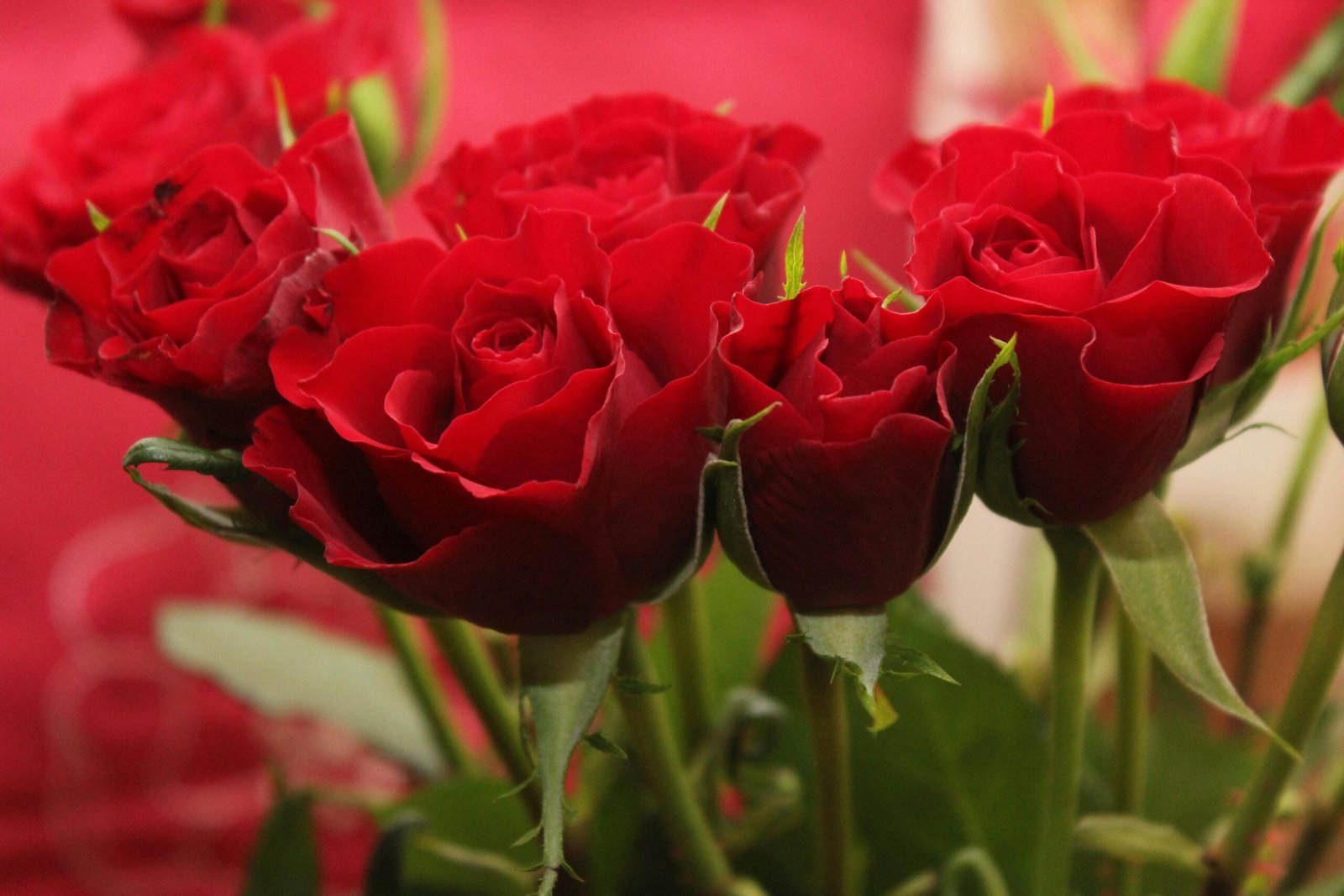 Mother’s Day | Perfume Posse