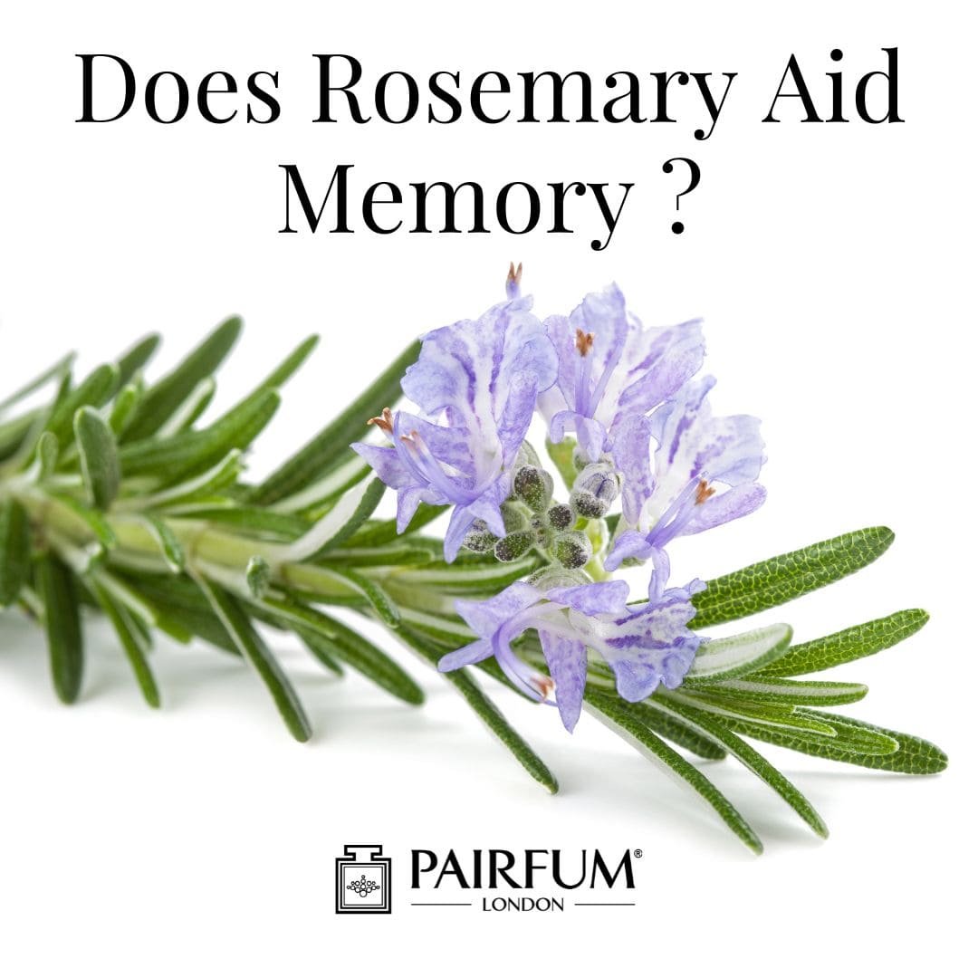 Does Rosemary Aid Memory? Does Rosemary Aid Memory?