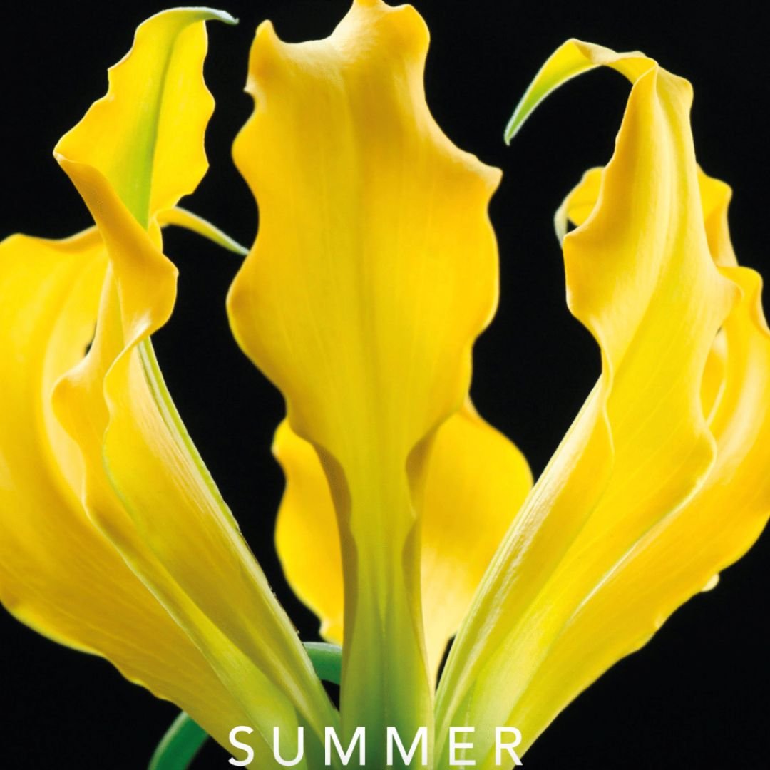 Get Seasonal Scent-ready with our SUMMER BOX of samples!