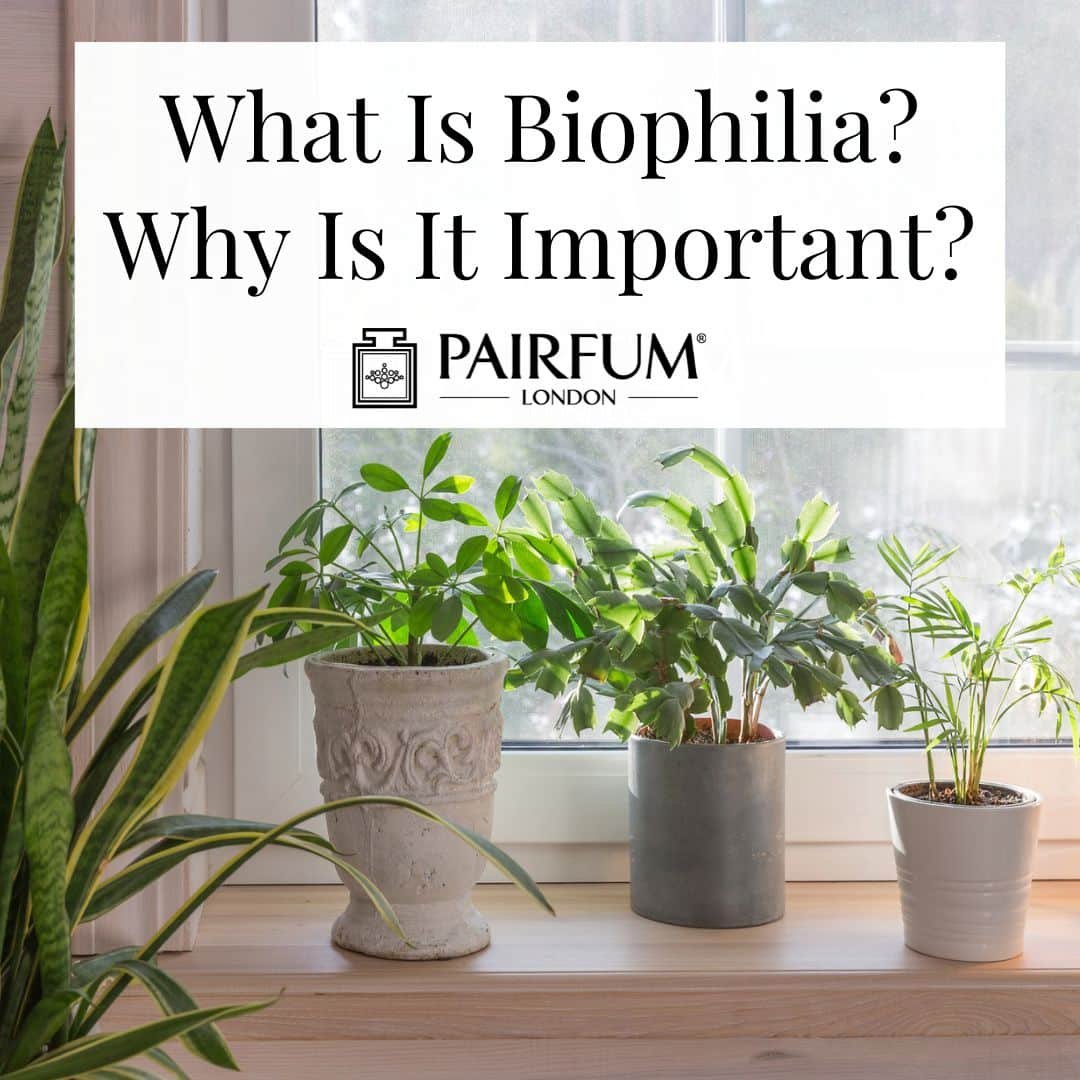 What Is Biophilia? Why Do We Need It?