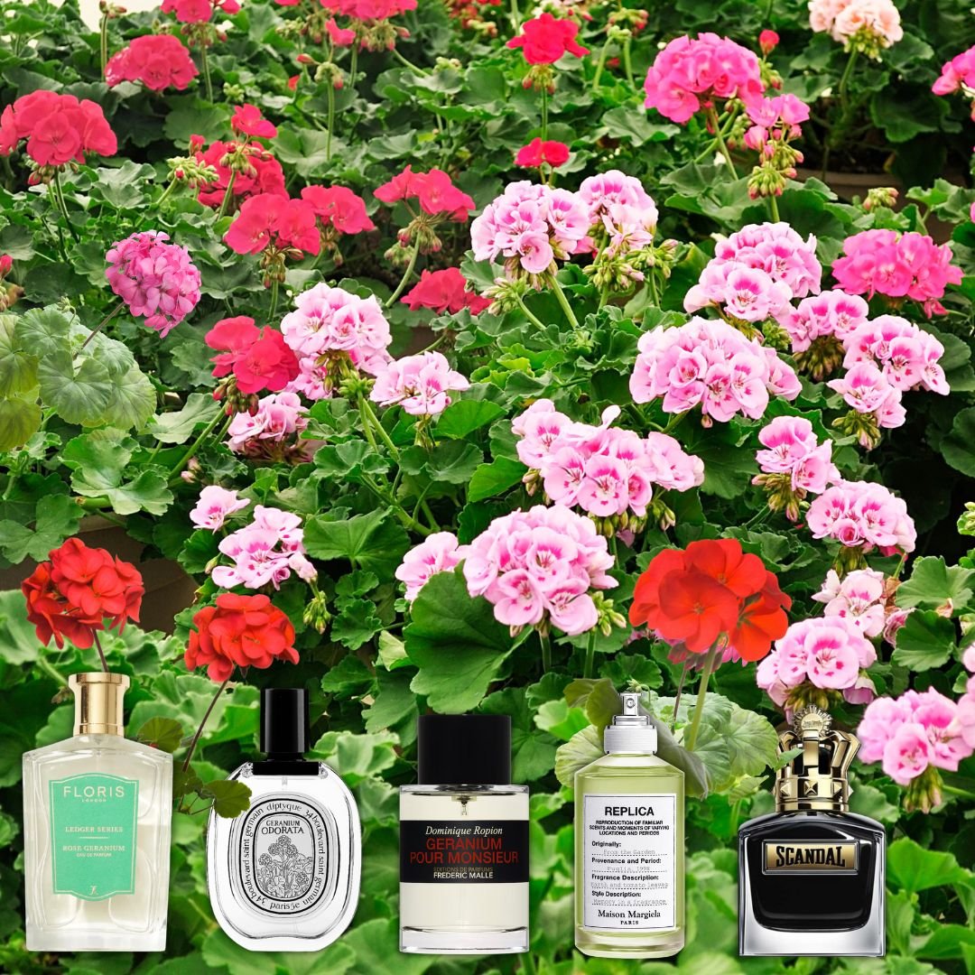 Scented Leaves & Velvet Petals: A Geranium Journey
