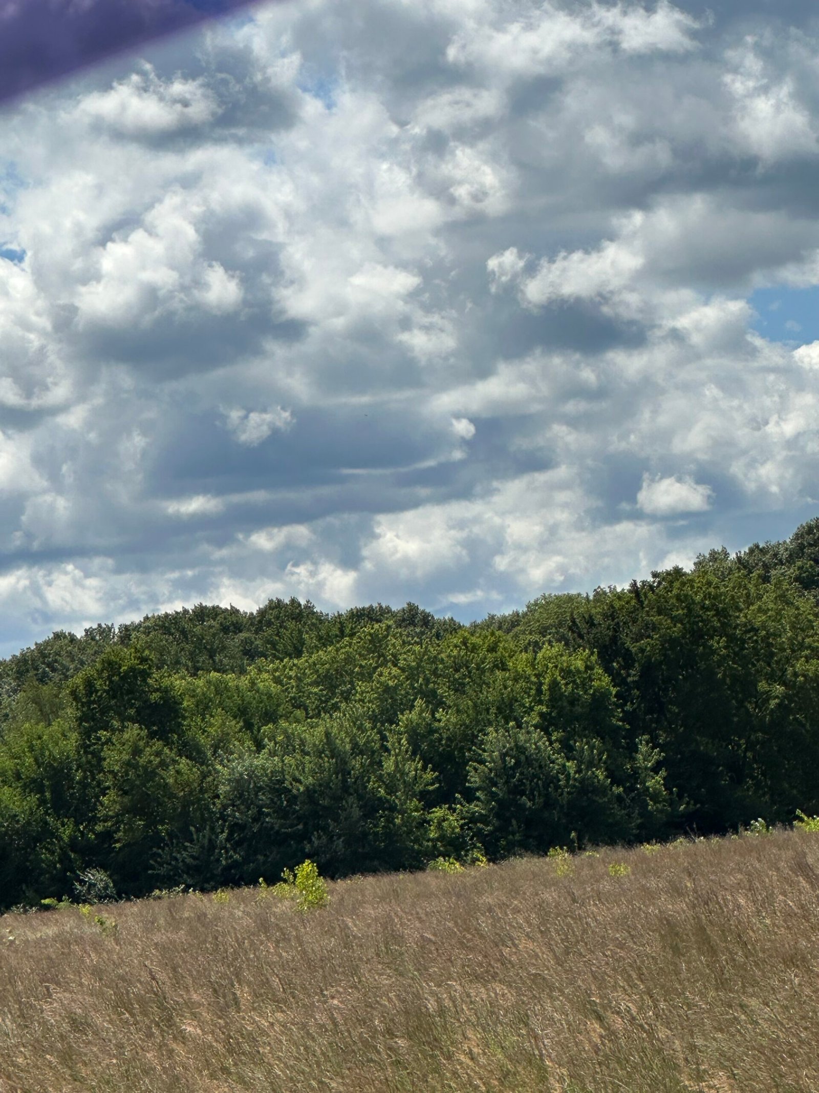 The Light | Perfume Posse