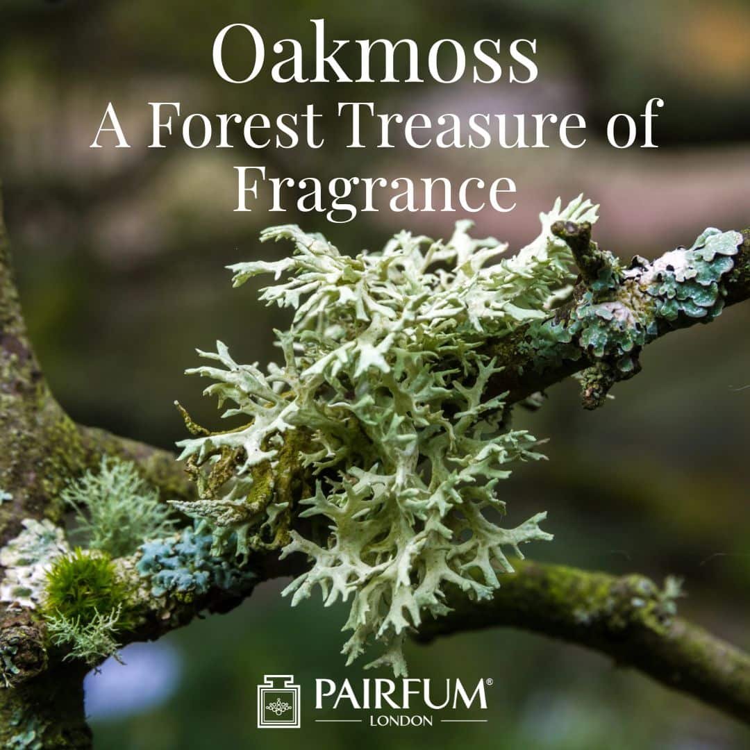 A Forest Treasure of Fragrance