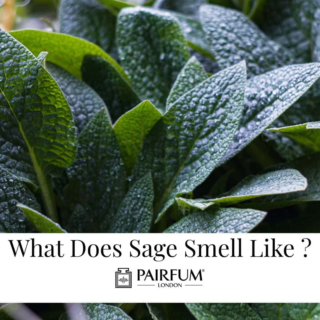 what does sage smell like?