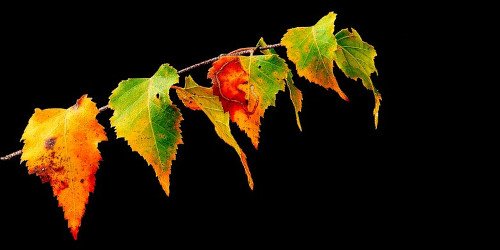 Wednesday scent of the day 10/29