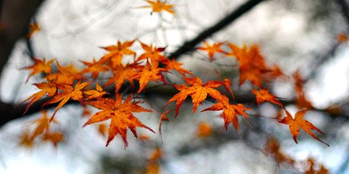 Lazy 3-day weekend poll ~ Fall Back, 2025 :: Now Smell This