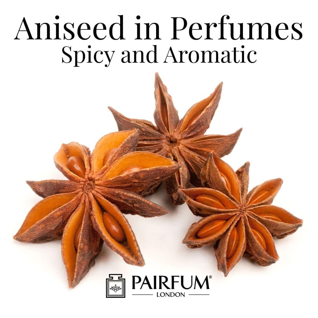 Aniseed in Perfumes: Spicy and Aromatic