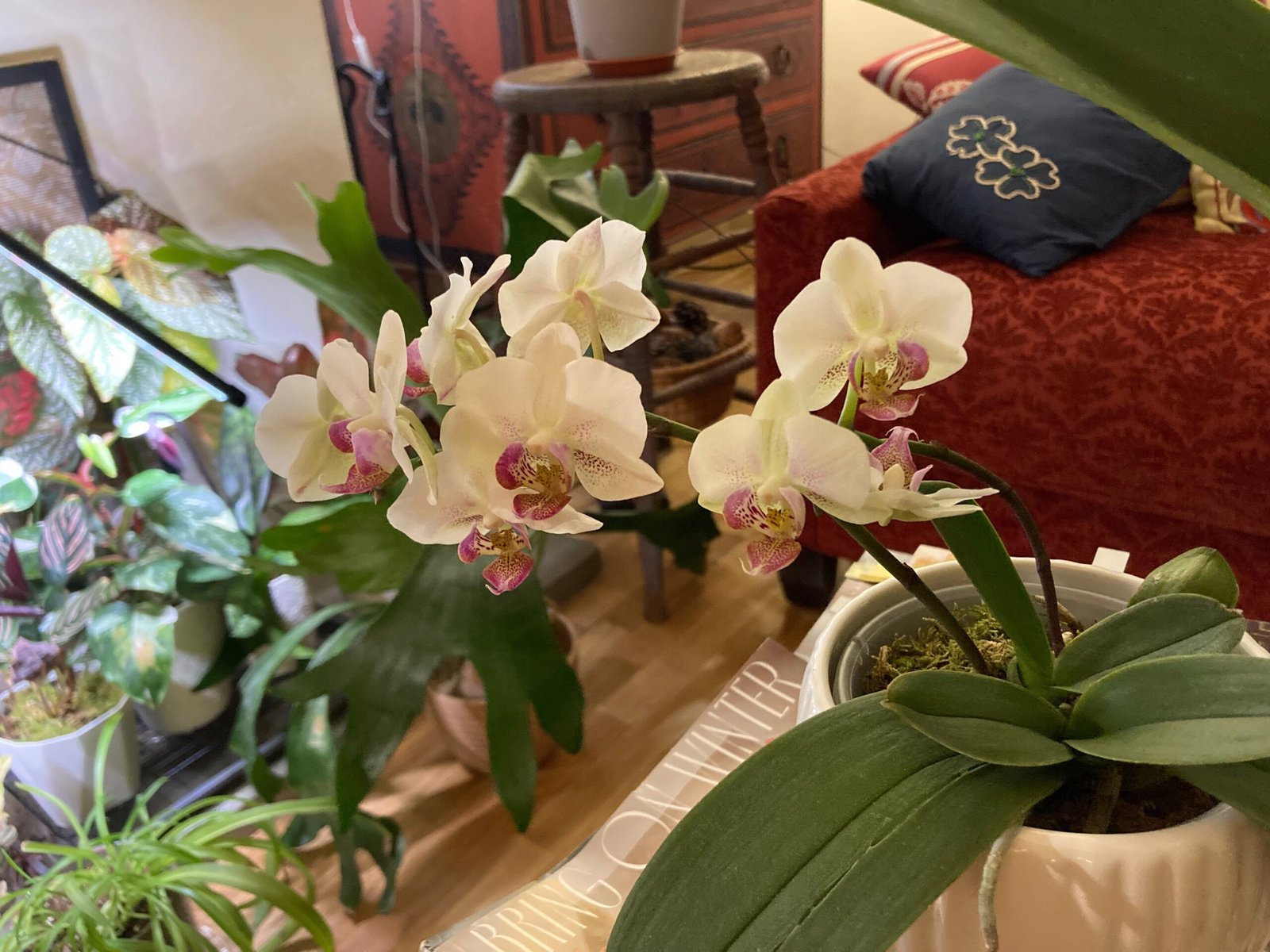 All the tea, orchids, and fragrance