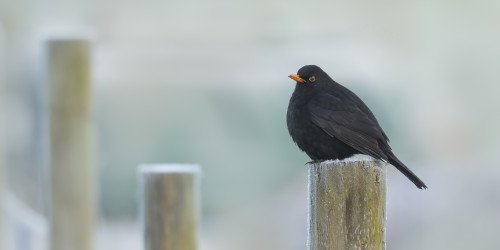 Lazy 3-day weekend poll ~ open thread, early-to-mid January 2026 :: Now Smell This Lazy 3-day weekend poll ~ open thread, early-to-mid January 2026 :: Now Smell This