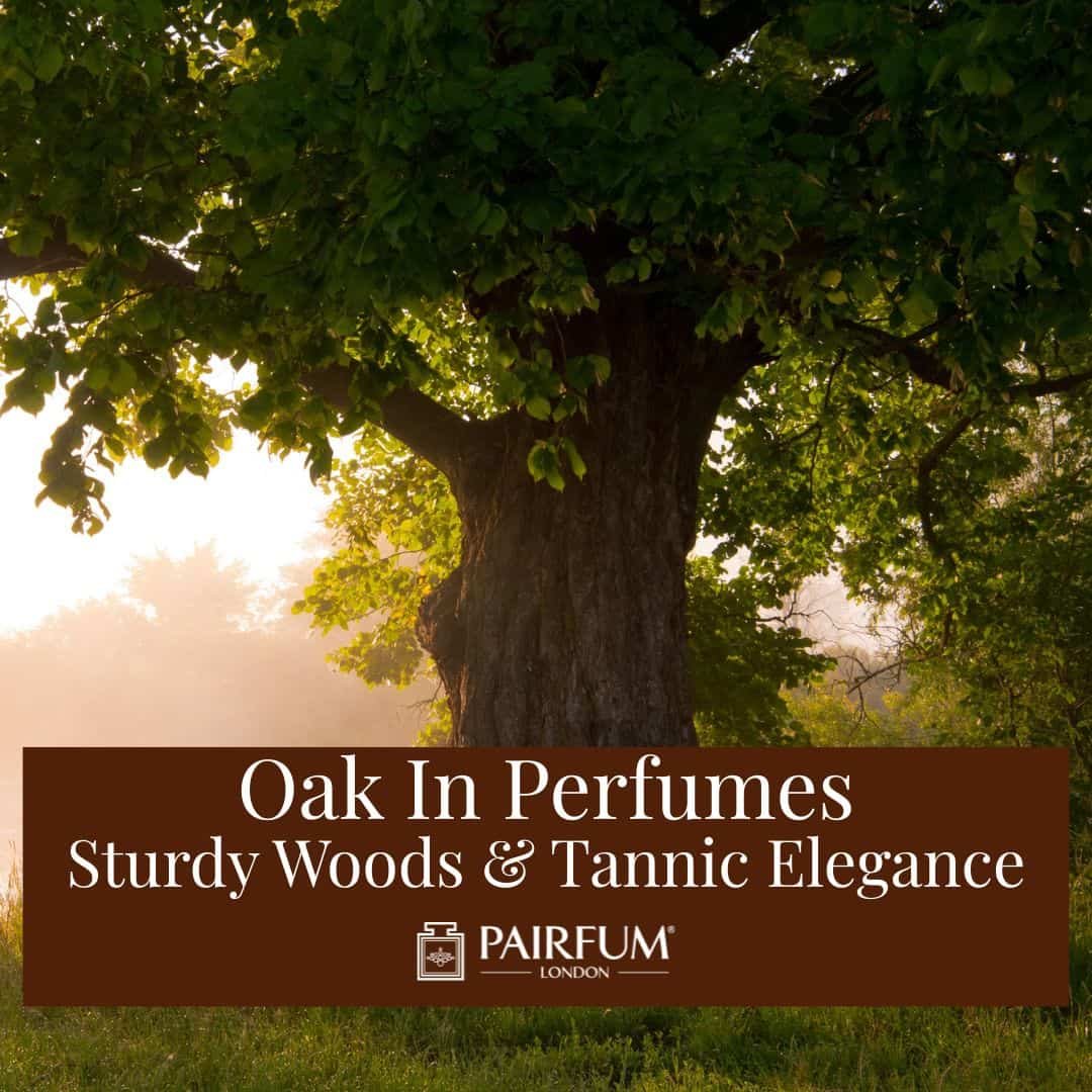 Sturdy Woods and Tannic Elegance