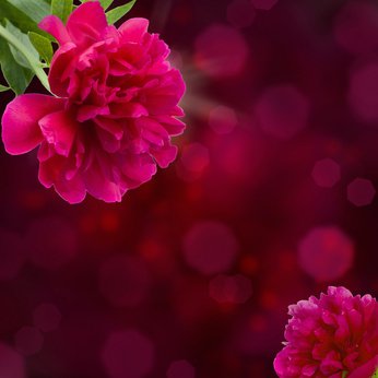 Peony in Perfumery – The Perfume Society