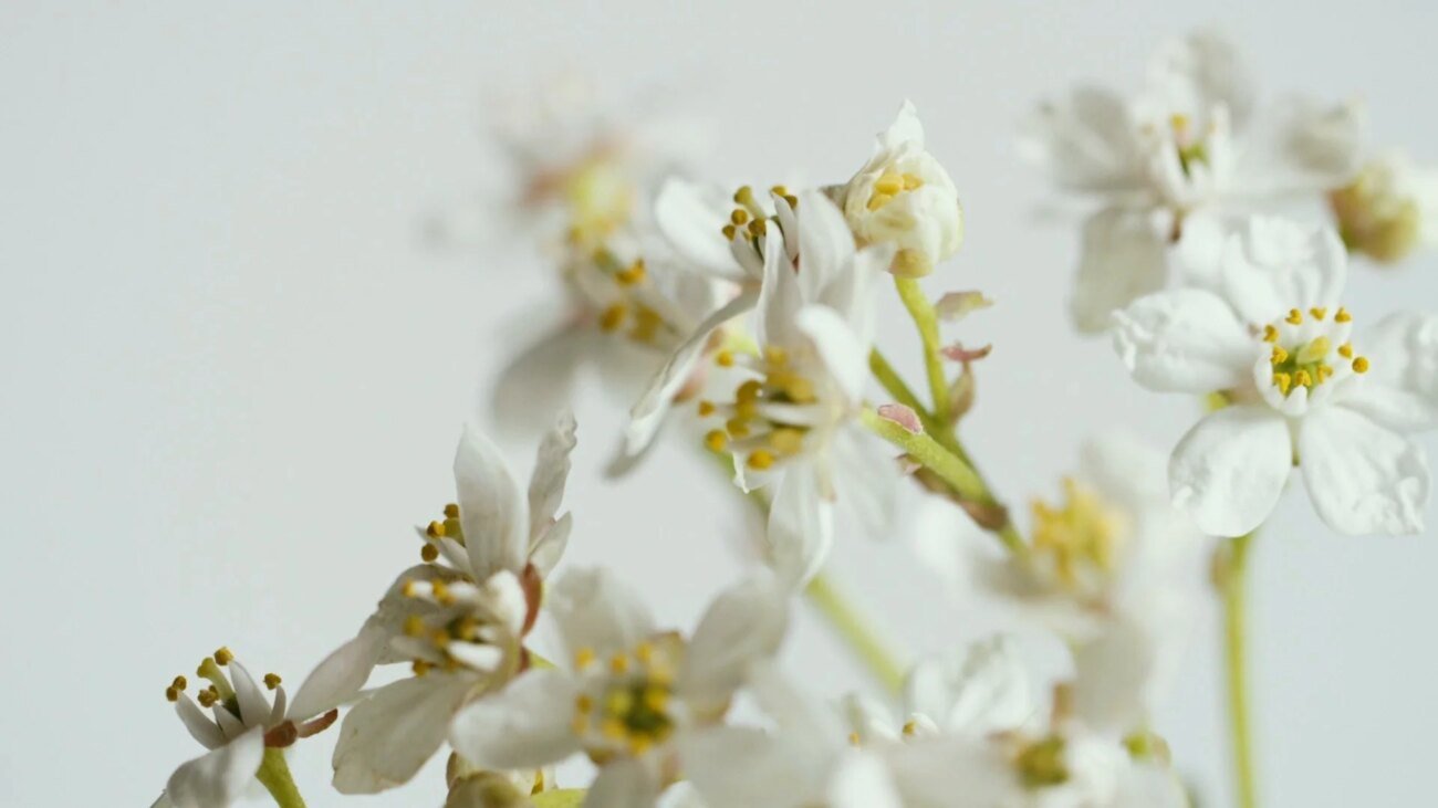 How to Build a Scent Wardrobe – Experimental Perfume Club
