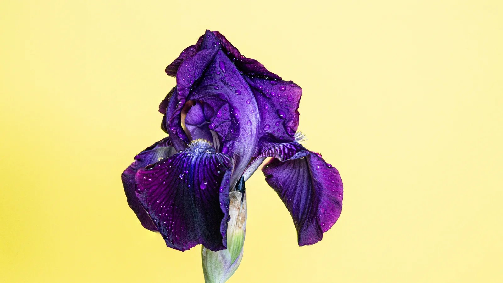 What Does Iris Smell Like? – Experimental Perfume Club