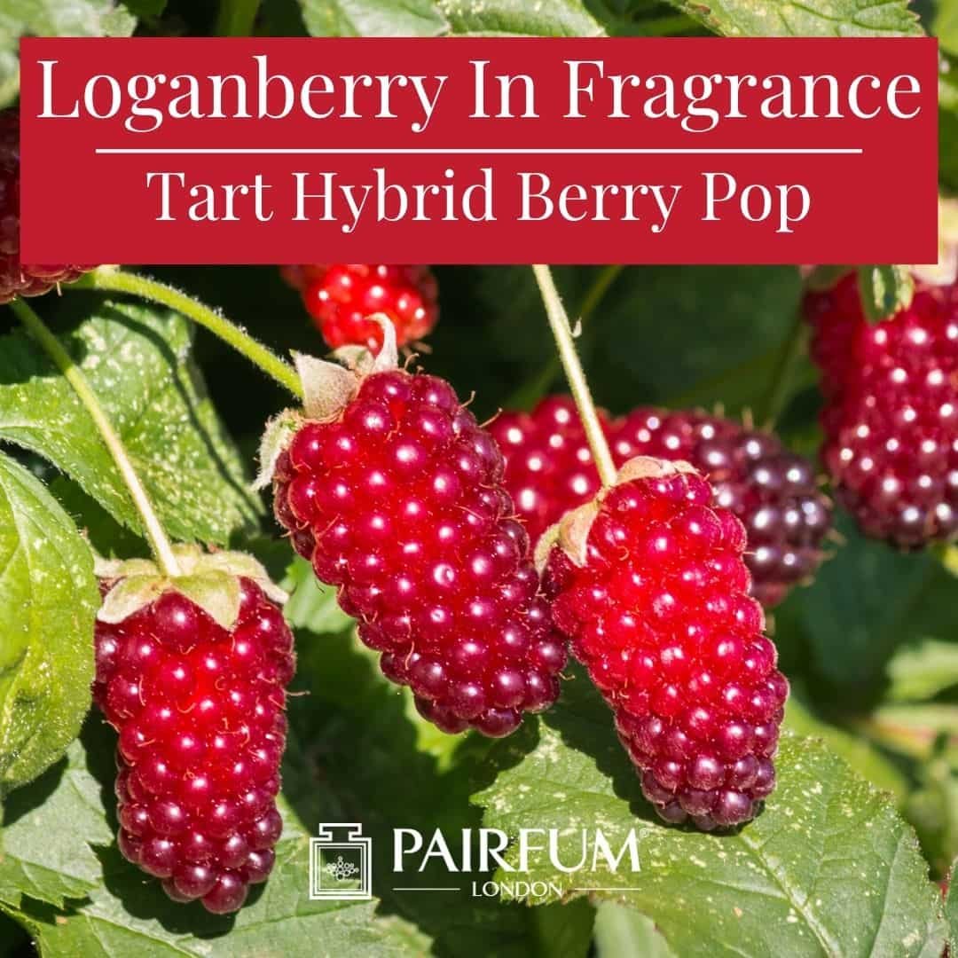 Loganberry in Fragrance: Tart Hybrid Berry Pop