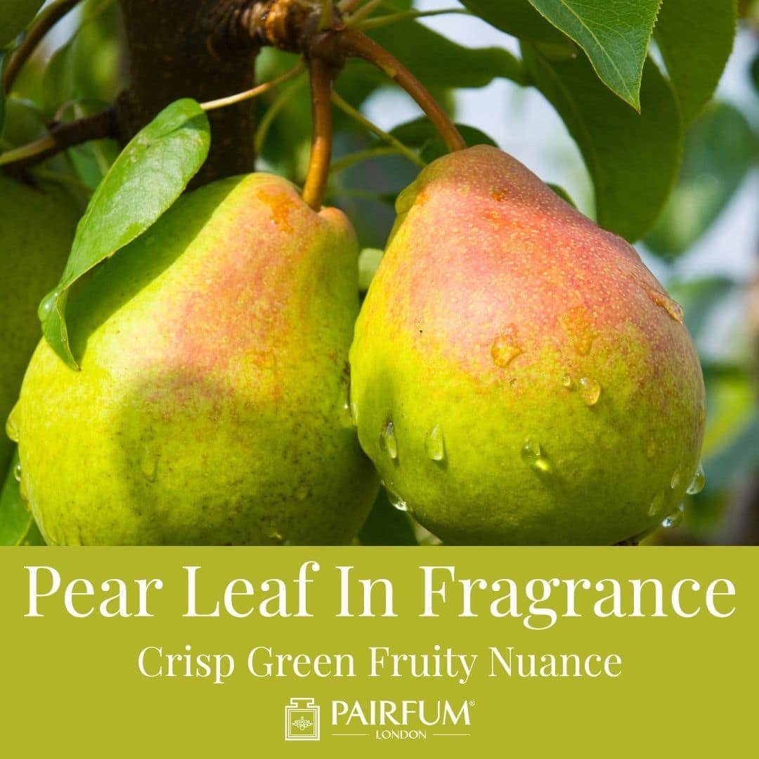 Pear Leaf In Fragrance: Crisp Green Fruity Nuance