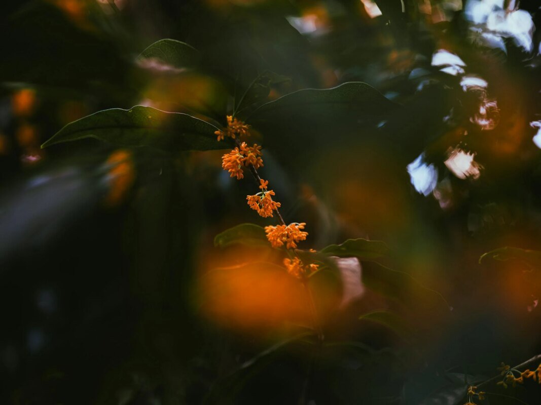 What Does Osmanthus Smell Like? – Experimental Perfume Club