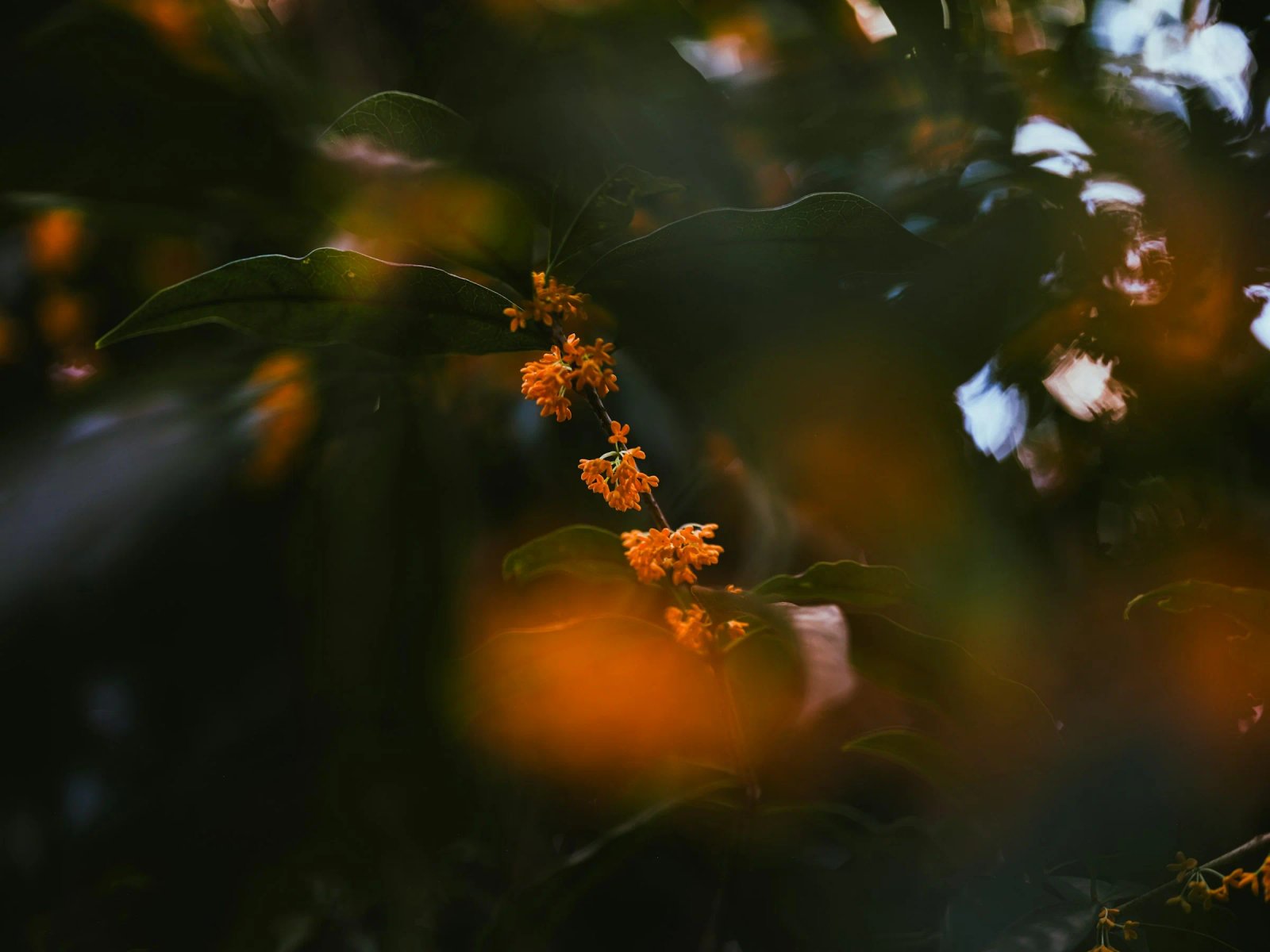 What Does Osmanthus Smell Like? – Experimental Perfume Club